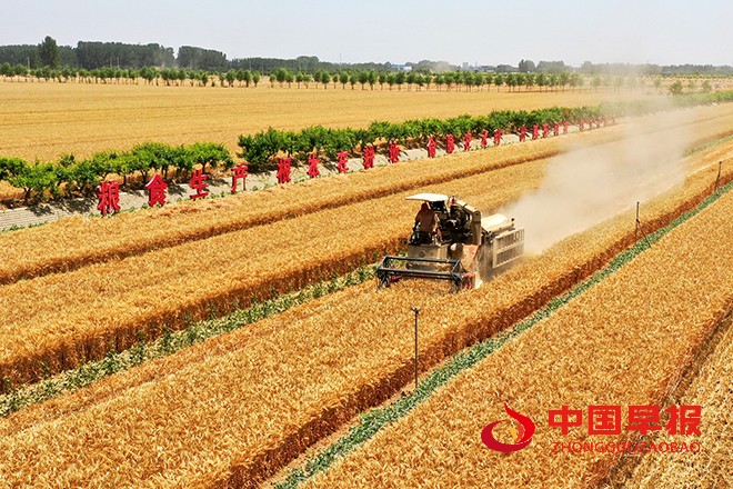 1654583984197091.jpg 2022年6月6日,河南省开封市尉氏县张市镇沈家村的村民在本镇万亩高标准农田抢收小麦、及时浇灌土地播种农作物。 (5).jpg