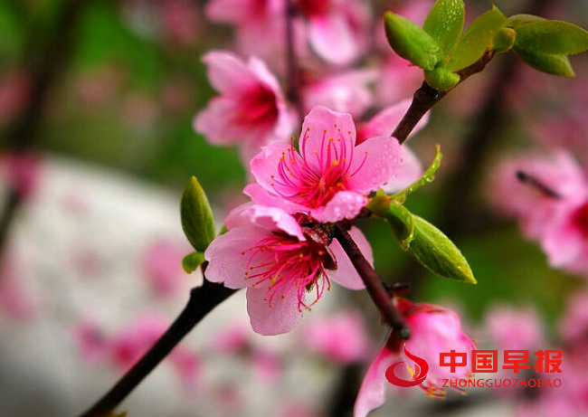 1733191717164645.png 桃花.png