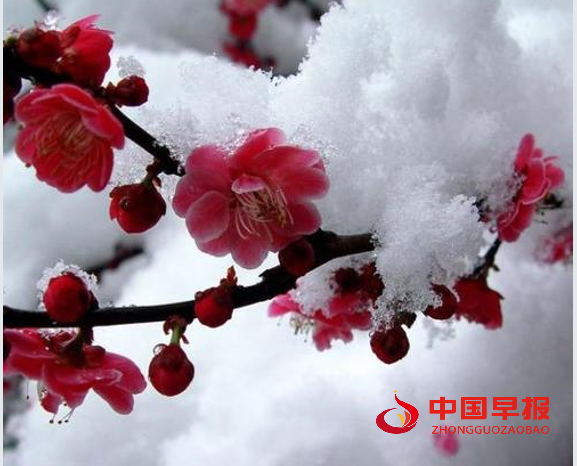 1743133818149125.png 梅花.png