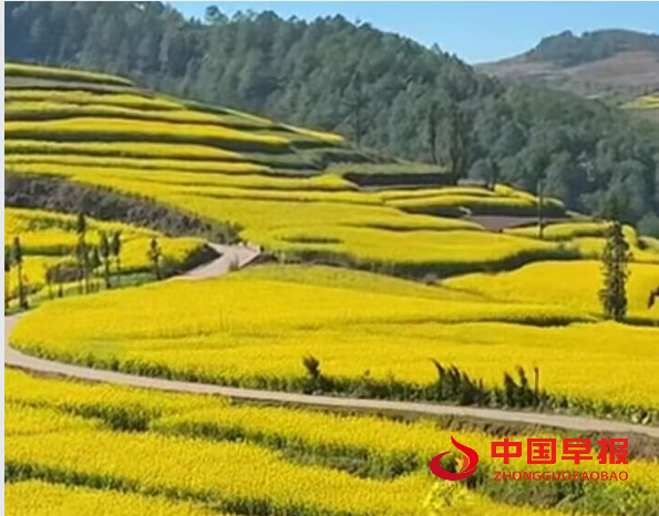 1743152862114796.png 油菜花1.png