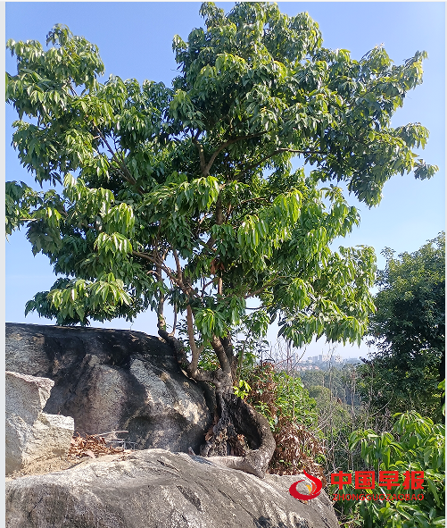 1744192053202892.png 77.png