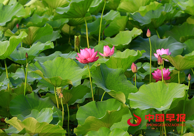 1747298604701730.png 3荷花.png