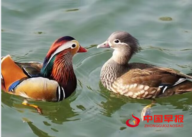 1747298726182311.png 鸳鸯戏水.png