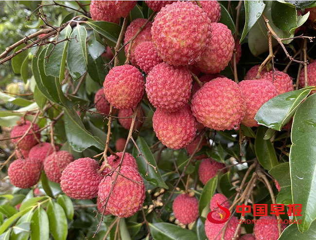 1750383463171666.png 44.png