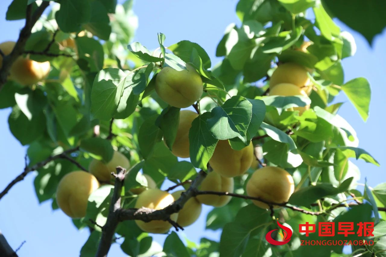 1752807082185559.jpg 图片04.jpg