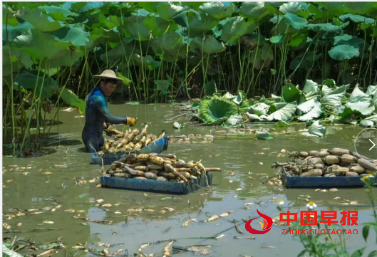 1753258631681563.png 5莲藕.png