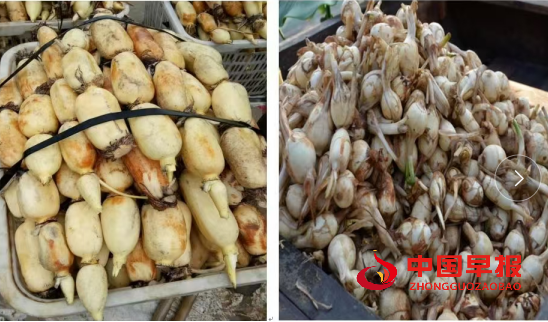 1753258718146597.png 莲藕.png