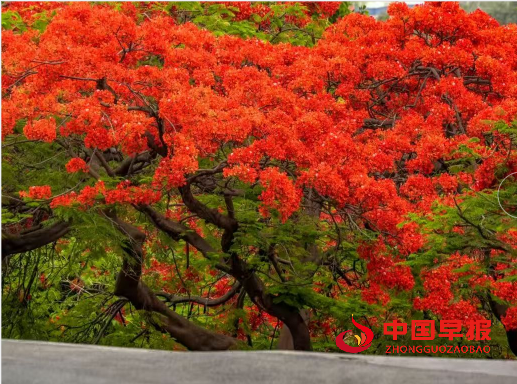 1753258746247868.png 6花朵.png