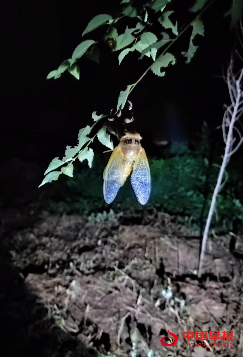 1753961819757047.jpg 4_副本.jpg