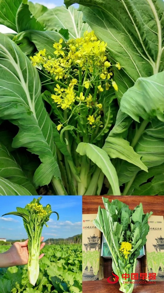 1767110752410784.jpg 1_副本.jpg